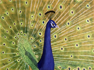 Stephanie Druce